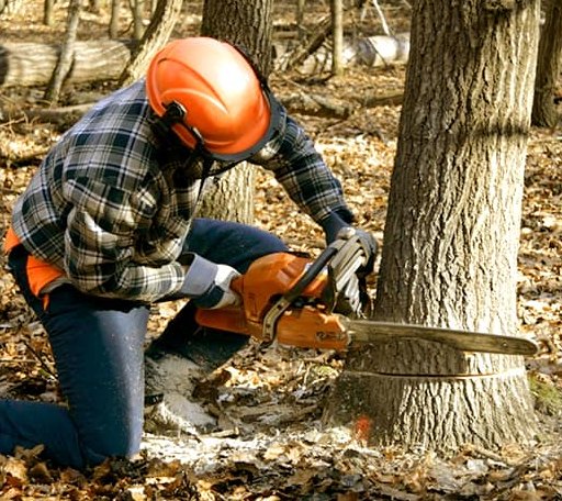 Tree Removal in Ridgeway, VA